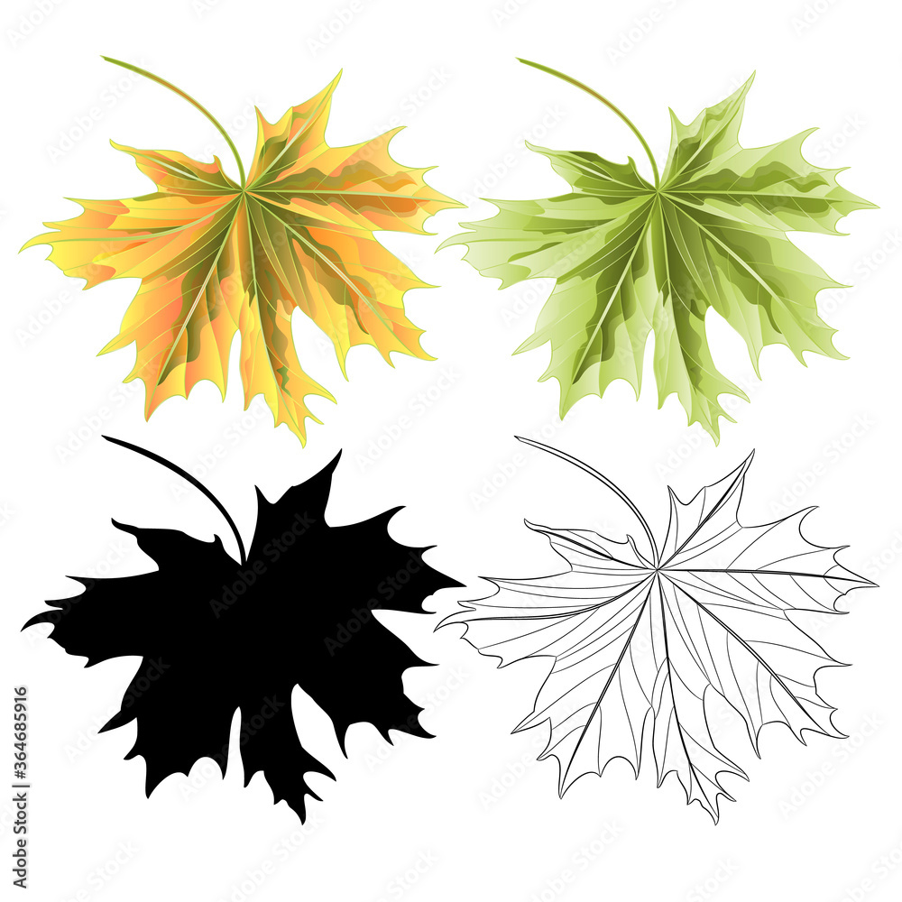 Colored leaves Maple green red natural outline and silhouette botanical vintage vector illustration editable hand draw Colored leaves Maple green red natural outline and silhouette botanical vintage vector illustration editable hand draw