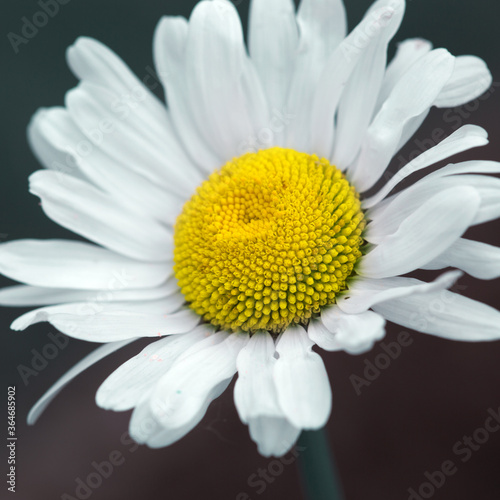 Closeup of a beautiful white marguerite isolated on blur gray background.