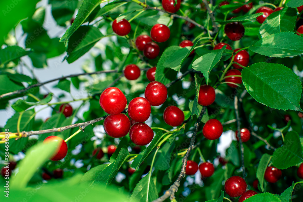 red berries on a branch