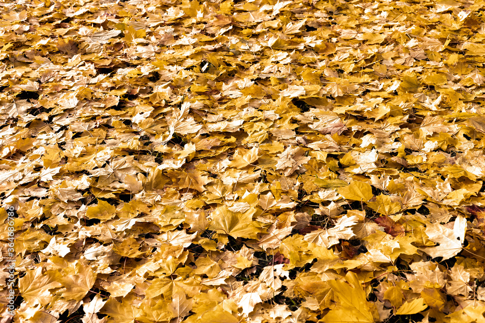 Colorful backround image of fallen autumn leaves perfect for seasonal use. autumn orange leaves.Golden season, sunny weather