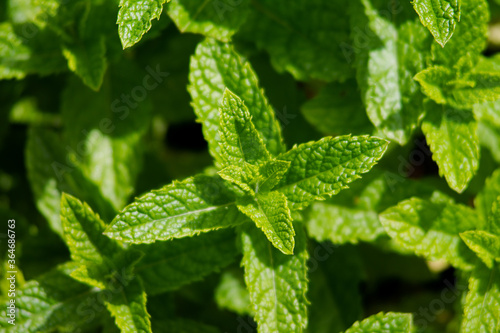 Moroccan mint close up. In a very juicy green