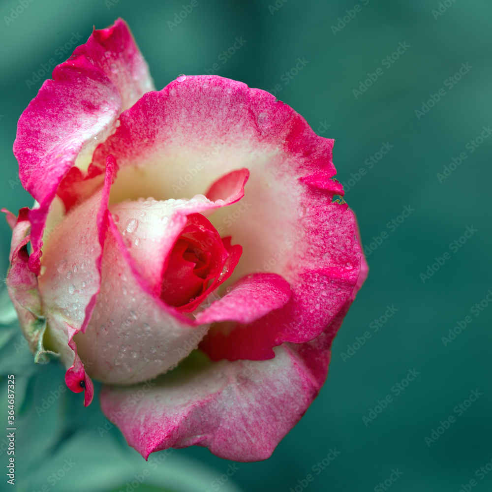 Pink white rose isolated on green background Pink white rose isolated on green background