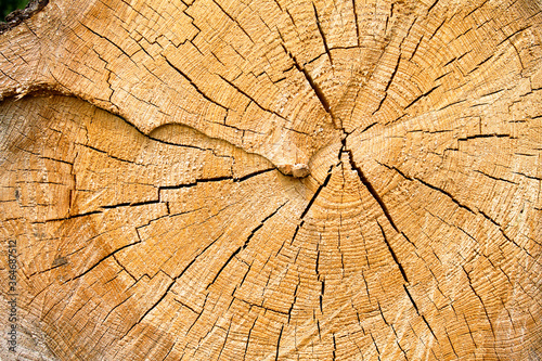 Texture of a cut tree trunk in close-up. You can even see the annual rings.