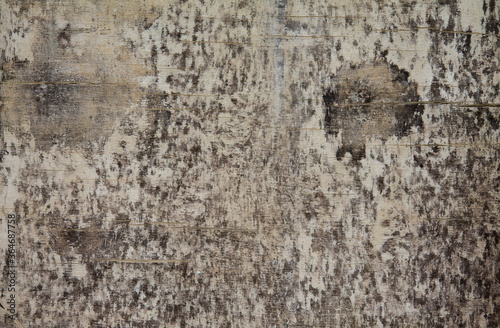 Texture of the weathered wooden board. With very massive traces of age.