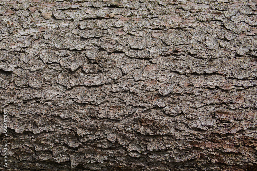 Texture of a tree bark viewed up close. Texture of a tree bark viewed up close.
