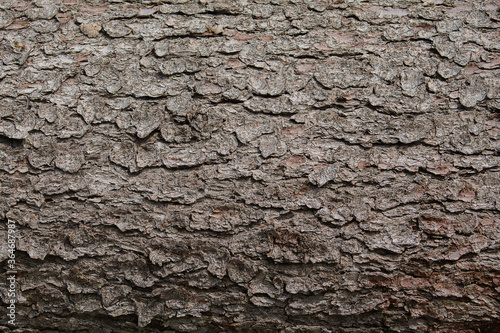 Texture of a tree bark viewed up close.