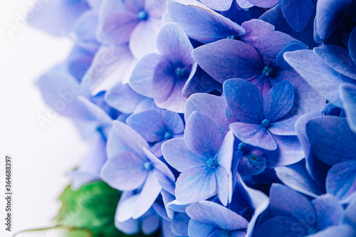 Macro shot of a blue hydrangea on a white background