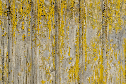 The texture of old scratched yellow wooden planks. Old painted wood wall texture.