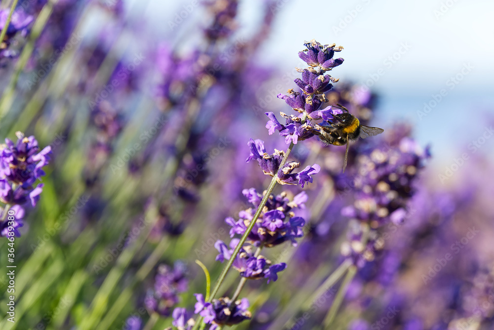 Close-up of lavender flower on a summer day in the garden, selective focus. Close-up of lavender flower on a summer day in the garden, selective focus.