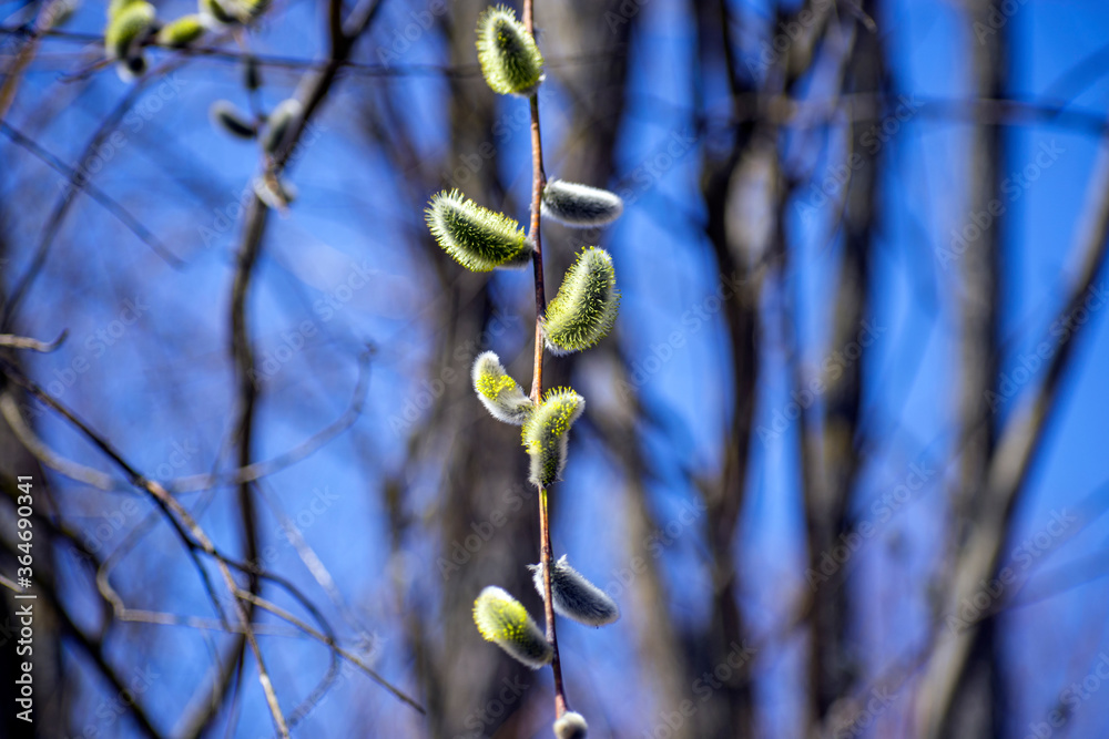 Naklejka premium spring buds of willow
