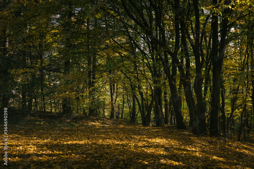 autumn colors in woods, fall landscape