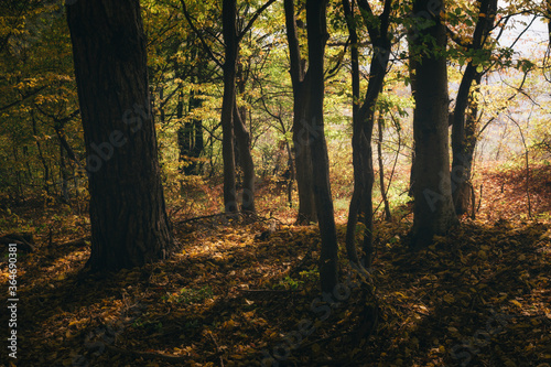 morning light in autumn forest