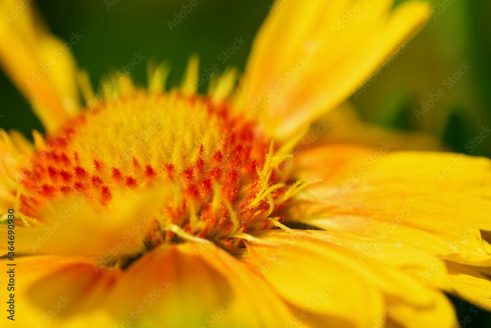 Close-up photo of flowering Gaillardia Arisona Sun (Gaillardia arizonica) with vivid red and yellow flowers.