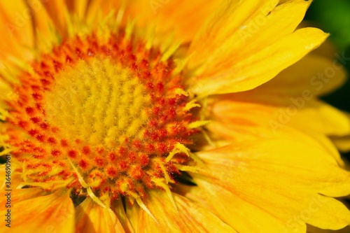 Close-up photo of flowering Gaillardia Arisona Sun  Gaillardia arizonica  with vivid red and yellow flowers.