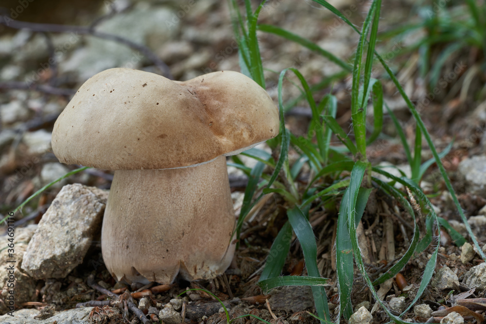 Edible mushroom Boletus reticulatus in the beech forest. Known as summer cep. Wild bolete mushroom in stony soil.