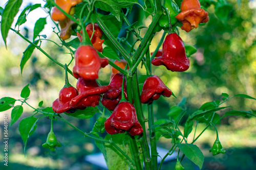 red pepper Bishop's crown on a branch