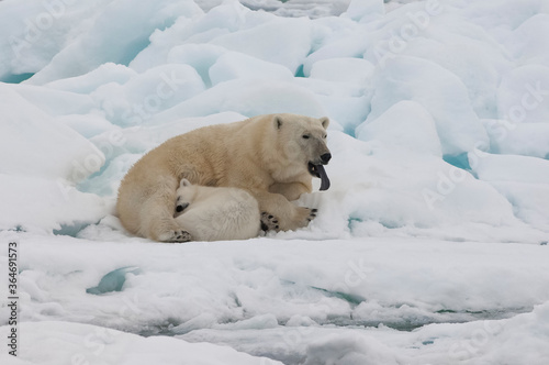 Female Polar bear (Ursus maritimus) with cub, Svalbard Archipelago, Barents Sea, Norway