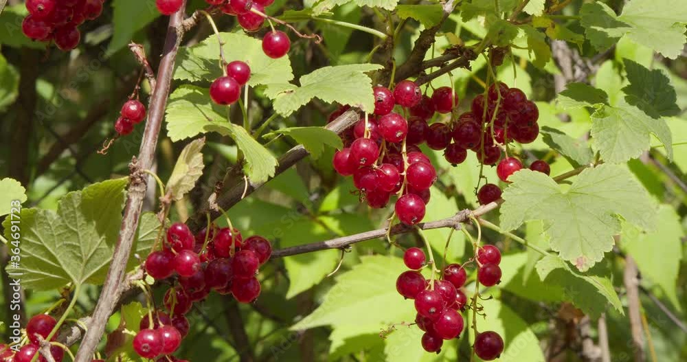 Red currant ripe berries on a branch in garden Red currant ripe berries on a branch in garden
