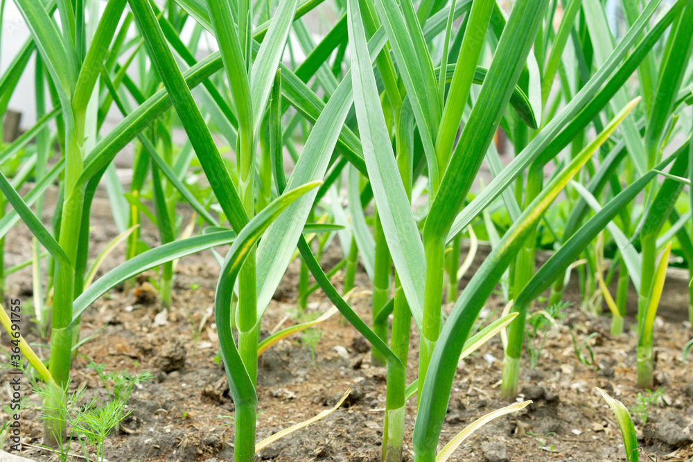 garlic grows in the ground in spring, close up. Organically grown garlic plantation in the vegetable garden. garlic grows in the ground in spring, close up. Organically grown garlic plantation in the vegetable garden.