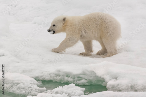 Polar bear cub (Ursus maritimus) carrying a piece of ice, Svalbard Archipelago, Barents Sea, Norway