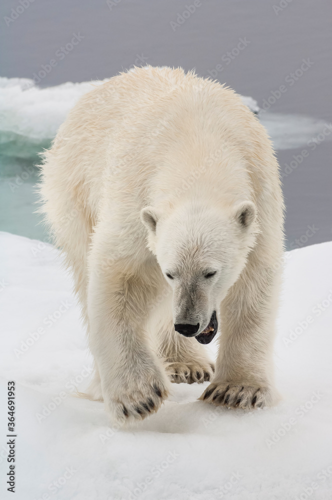 Female Polar bear (Ursus maritimus), Svalbard Archipelago, Barents Sea, Norway Female Polar bear (Ursus maritimus), Svalbard Archipelago, Barents Sea, Norway