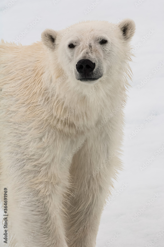 Female Polar bear (Ursus maritimus) portrait, Svalbard Archipelago, Barents Sea, Norway Female Polar bear (Ursus maritimus) portrait, Svalbard Archipelago, Barents Sea, Norway