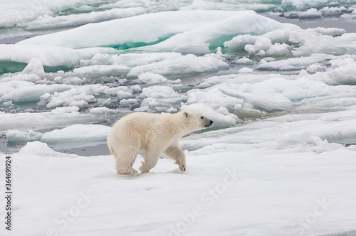 Polar bear cub  Ursus maritimus  running over pack ice  Svalbard Archipelago  Barents Sea  Norway
