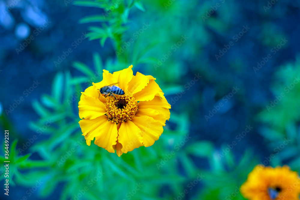 Obraz premium bee on yellow flower