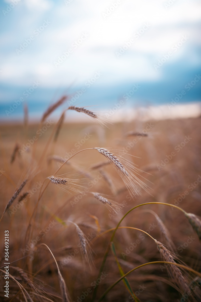 Obraz premium Wheat field in summer evening
