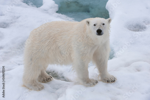Female Polar bear (Ursus maritimus) on the pack ice, Svalbard Archipelago, Barents Sea, Norway