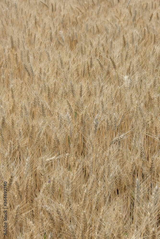 Golden wheat plants in field ready for harvest with trees in backgrounds and blue sky and clouds, agriculture in summer Golden wheat plants in field ready for harvest with trees in backgrounds and blue sky and clouds, agriculture in summer