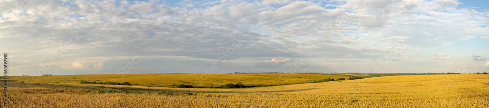 Agricultural wheat field panorama with cloudy sky before the storm. Authentic farm series.
