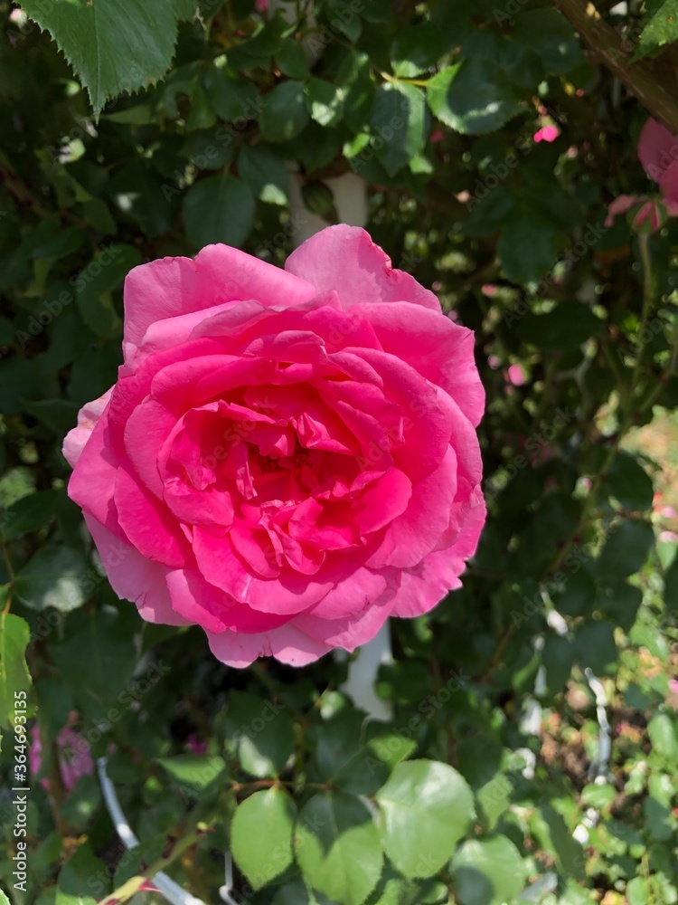 pink rose in garden pink rose in garden