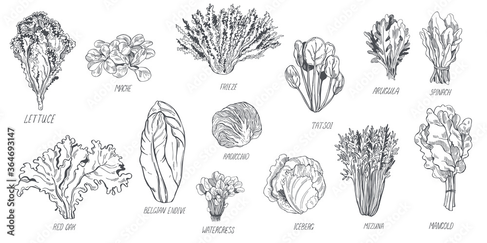 Hand drawn different kinds of lettuce on white background.  Vector sketch illustration - obrazy, fototapety, plakaty 