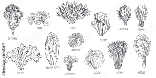 Fotografia Hand drawn different kinds of lettuce on white background
