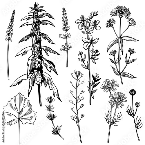 Hand drawn medicinal herbs.Vector sketch  illustration.