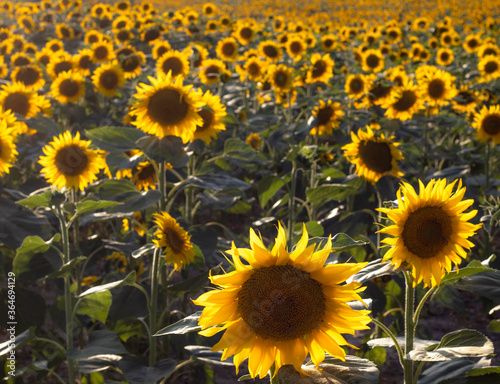 Fototapeta Naklejka Na Ścianę i Meble -  Sunflower blooming with natural background. Sunflower field 
