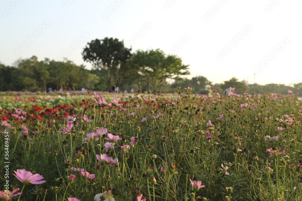 Red and pink cosmos flowers, Public Park (Suan Luang Rama 9) - Bangkok, in Nong Bon Prawet District, Thailand.