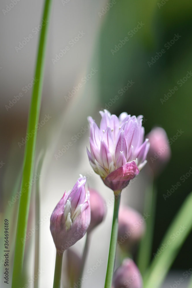 Naklejka premium Chives flower