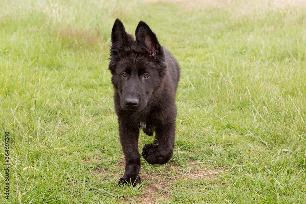 Black german shepherd pup