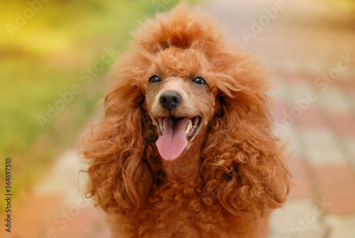 red fire poodle on a walk