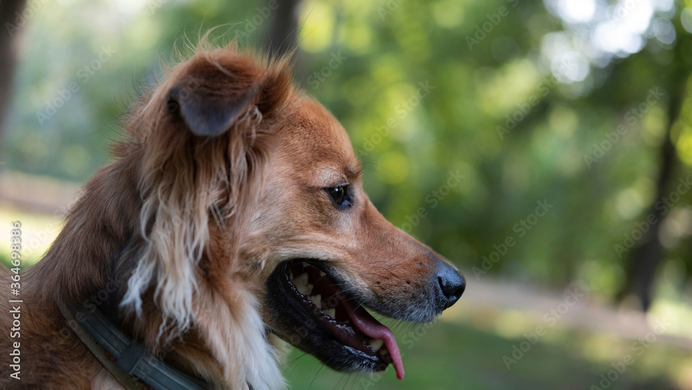 Dog with tongue out in the park Dog with tongue out in the park