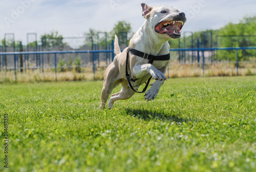 
pitbull on a walk with its owner photo