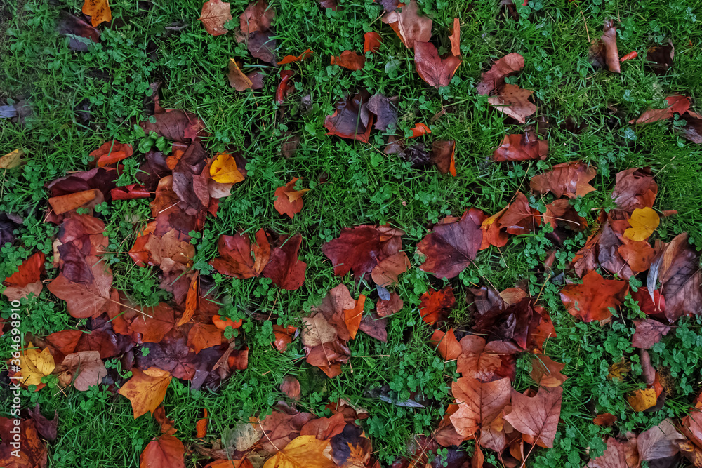 Autumn leaves on green grass field, Autumn leaves on green grass field,