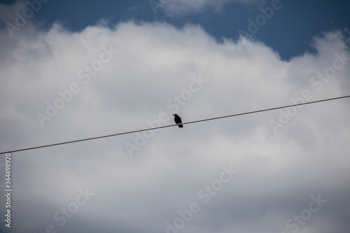 a single raven sits on a power line at height under a blue sky