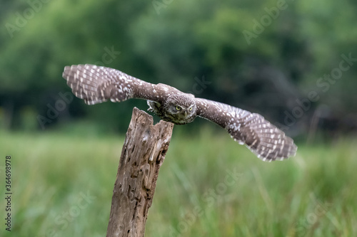 A Little Owl (Athene noctua) in flight