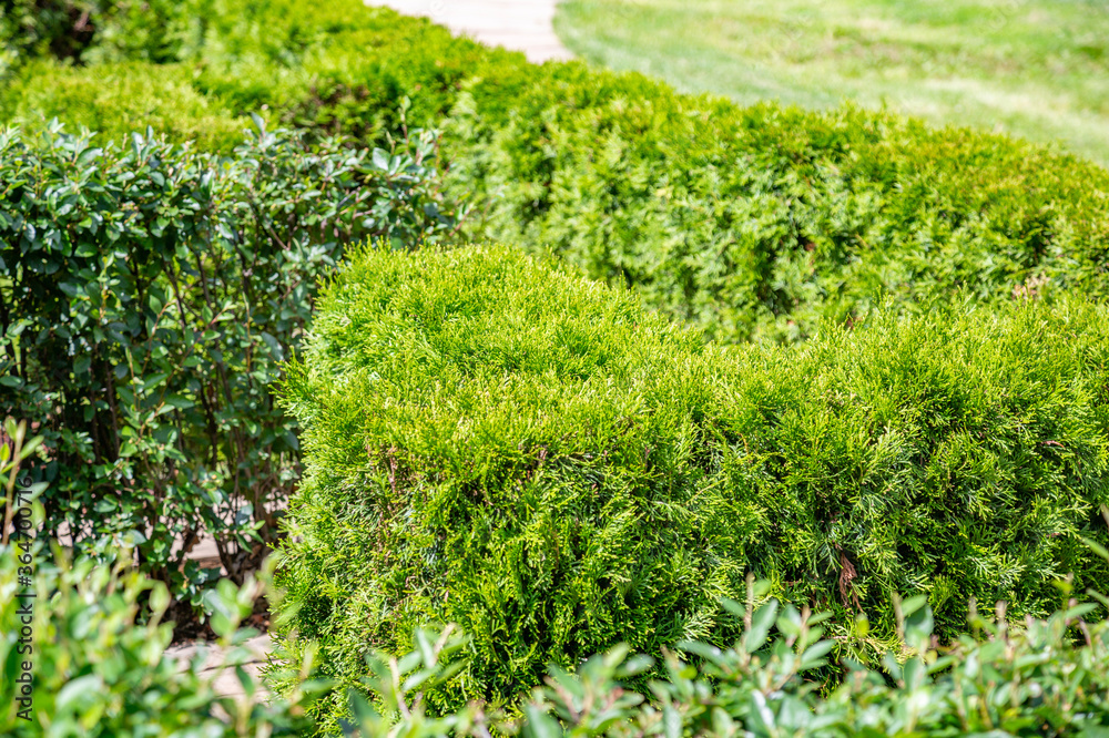 An example of trimming a green decorative bush with garden landscaping