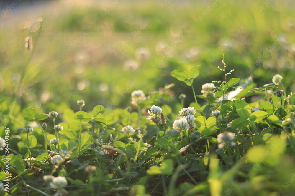 White Clover in shores of a river ,japan,tokyo White Clover in shores of a river ,japan,tokyo