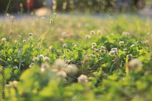 White Clover in  shores of  a river ,japan,tokyo photo