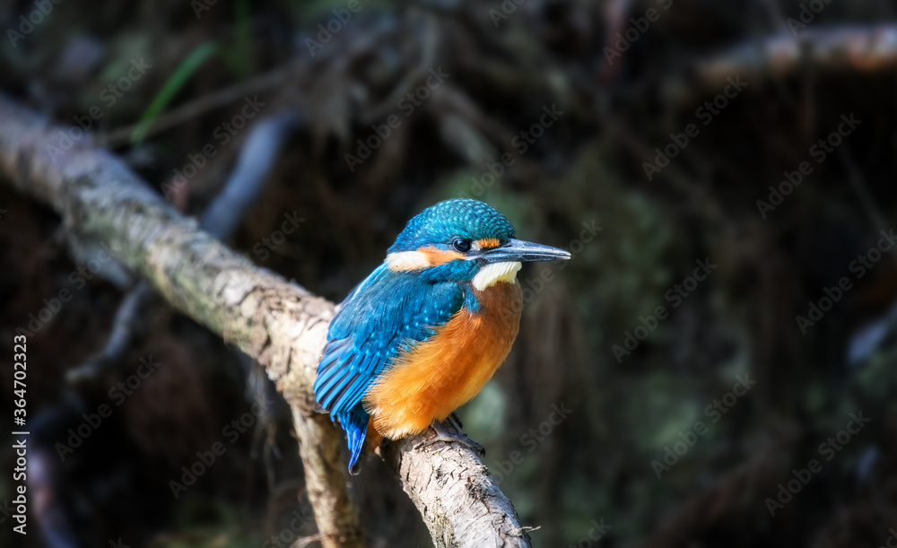 Juvenile Common Kingfisher (Alcedo Atthis) perching on a branch on its first day outside the nest during autumn season. Closeup Juvenile Common Kingfisher (Alcedo Atthis) perching on a branch on its first day outside the nest during autumn season. Closeup